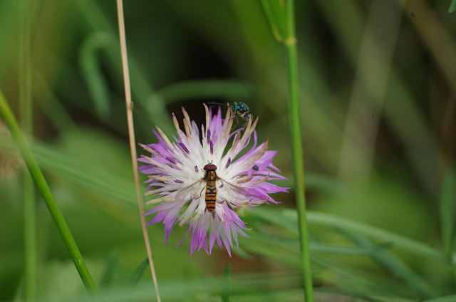 centaurée - syrphe - oedemera nobilis