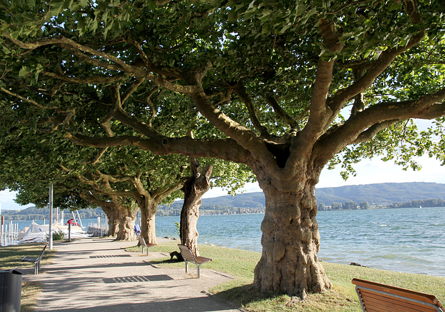 Bäume am See