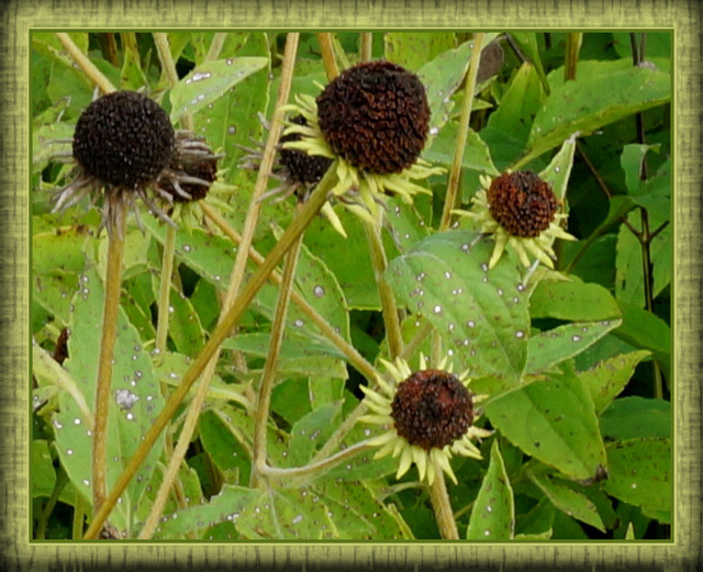 black eyed susans