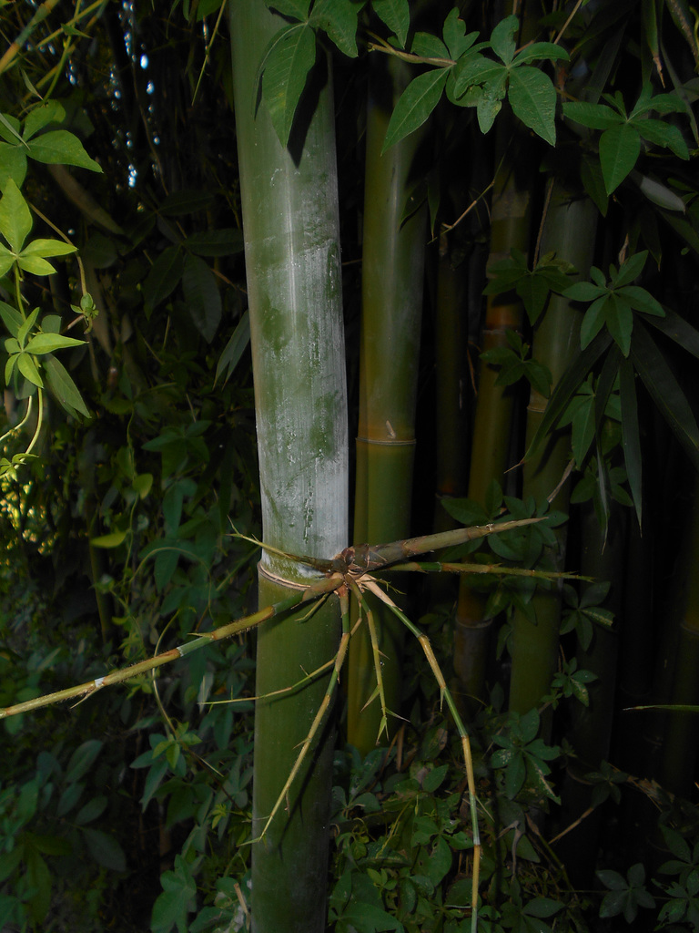 DSCN7098 - Bambusia tuldoides, Poaceae
