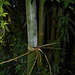 DSCN7098 - Bambusia tuldoides, Poaceae