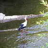 White stork - Dimiev Khan, Bulgaria