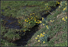 Les Jonquilles  (13)