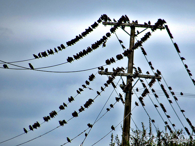 Starling  Convention.