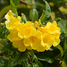 Ethiopia, Lalibela, Yellow Flower