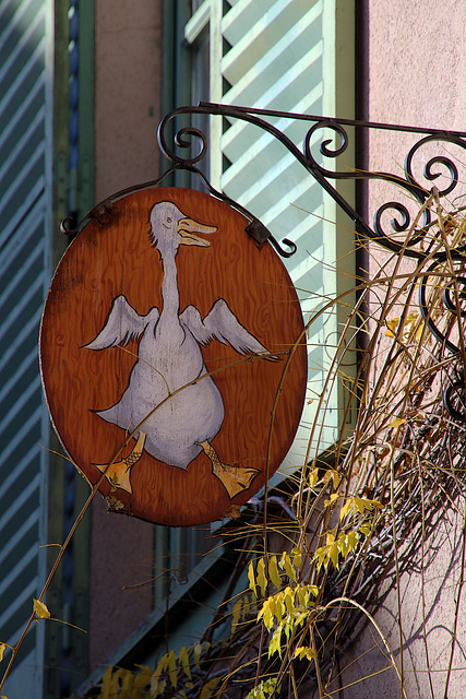 Un froid de canard temporaire , bientôt bien au chaud en magret au miel  .