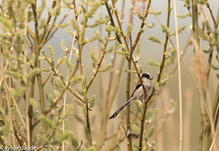 mésange à longue queue-8339