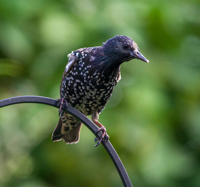 Starling (5)