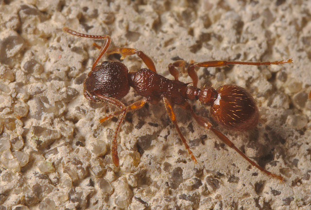 Ant_IMG2325