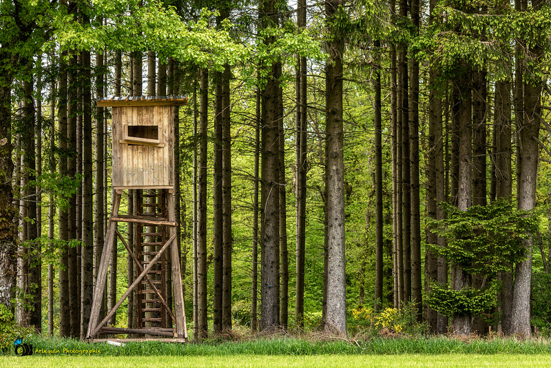 Un mirador en forêt.