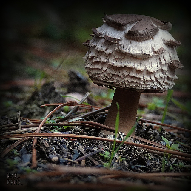 Ecailles de champignon