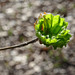 unfolding leaf