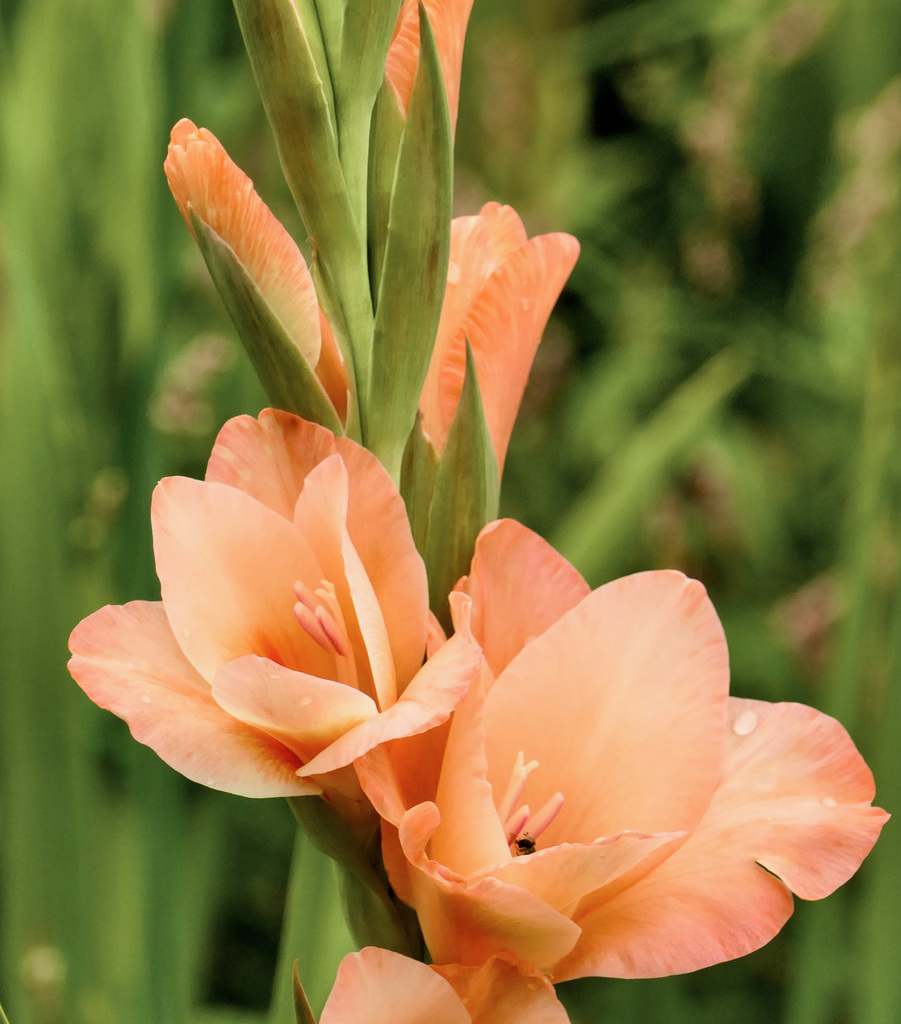Gladiole