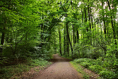 Weg im Bodelschwingher Wald (Dortmund) / 11.07.2020