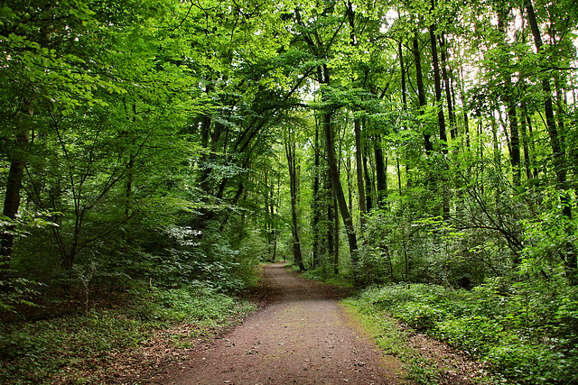 Weg im Bodelschwingher Wald (Dortmund) / 11.07.2020