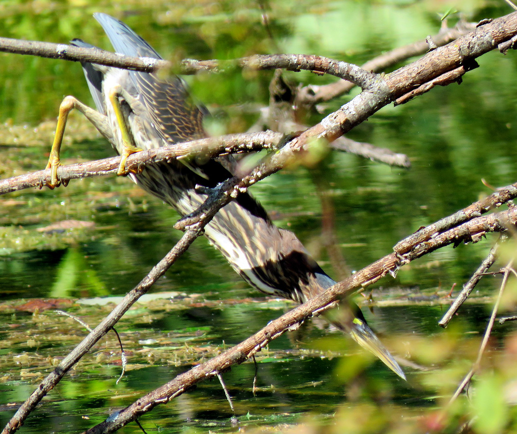 Green Heron, the acrobat.