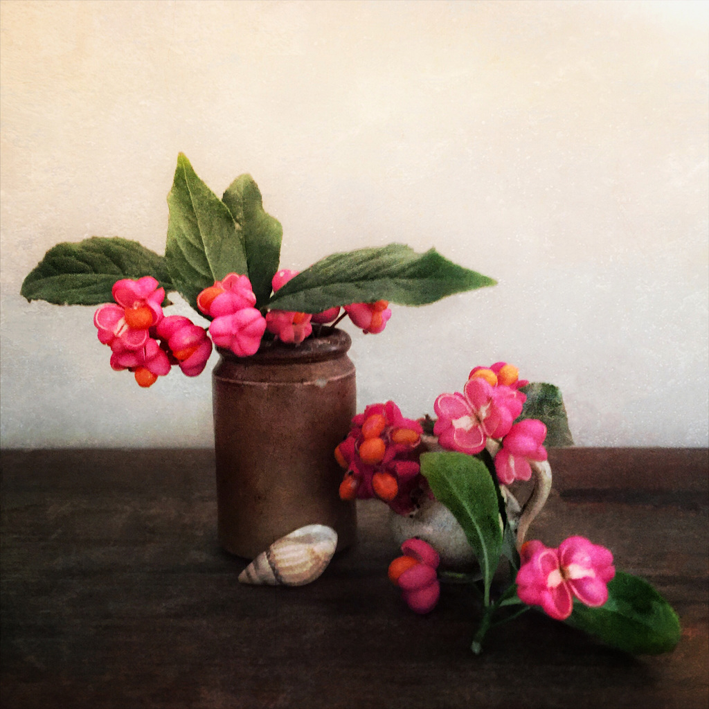more spindle berries