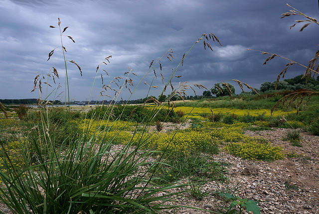 Rheinstrand...