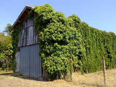 Le hangar vert