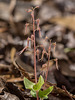 Neottia bifolia (formerly Listera australis ) (Southern Twayblade orchid)