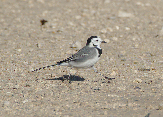 IEF7A0535piedwagtail