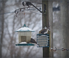 Snowbirds at the feeder