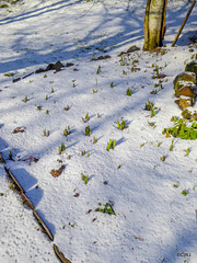 Tulips seem to think it is Spring in the air