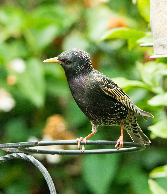 Starling (6)