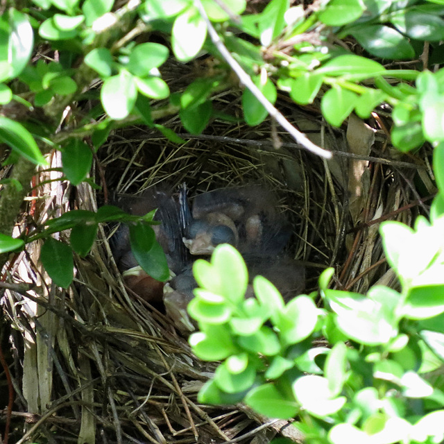 Baby cardinals