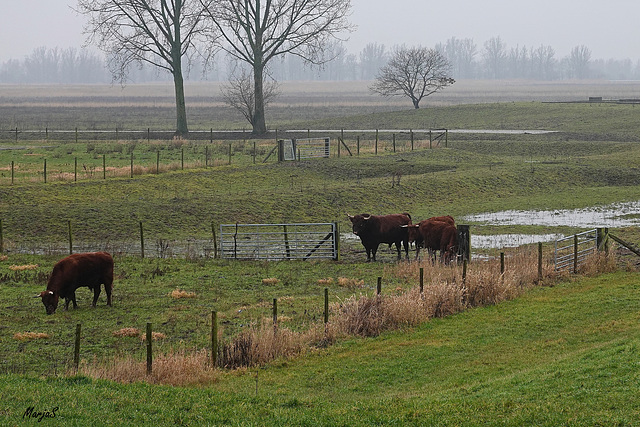 Rode Geuzen op weg naar hoger land