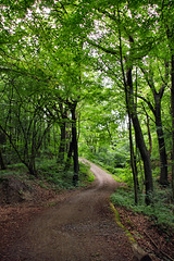 Weg im Bodelschwingher Wald (Dortmund) / 11.07.2020