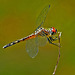 Dragonfly.  5281363.