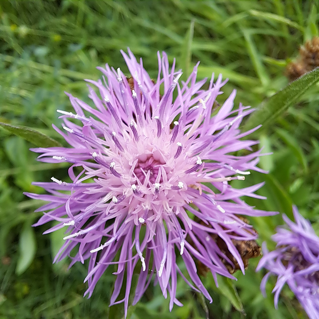 Wiesen-Flockenblume (Centaurea jacea)