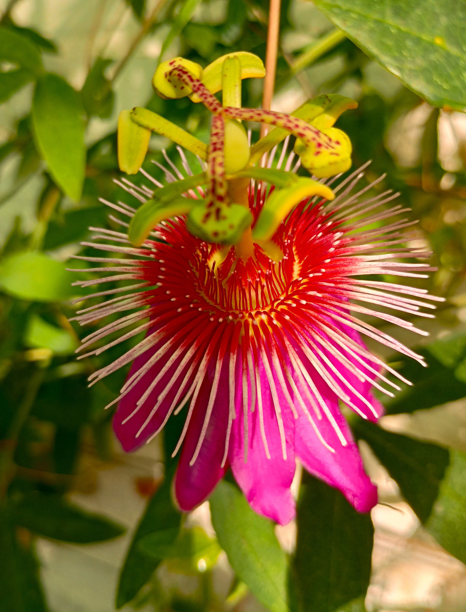 Perfect Passion Flower....ok, I've enhanced it a bit....