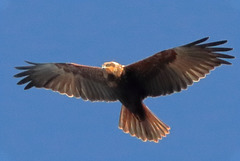 EOS 90D Peter Harriman 11 51 16 01912 marshHarrier dpp