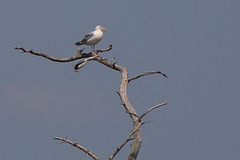 Cattus Island County Park