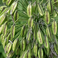 Agapanthus Seed Heads