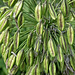 Agapanthus Seed Heads