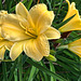 day lillies-Oct21 2014-2