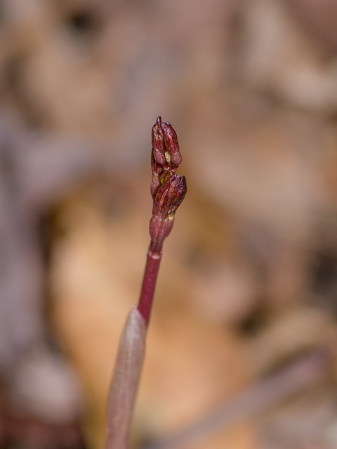 Corallorhiza wisteriana (Spring Coralroot orchid)