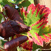 une belle palette d'automne