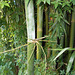 DSCN7099 - Bambusia tuldoides, Poaceae