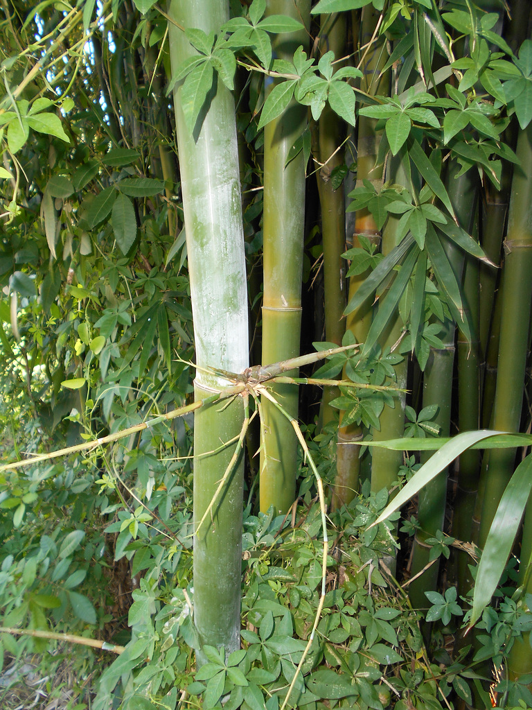 DSCN7099 - Bambusia tuldoides, Poaceae