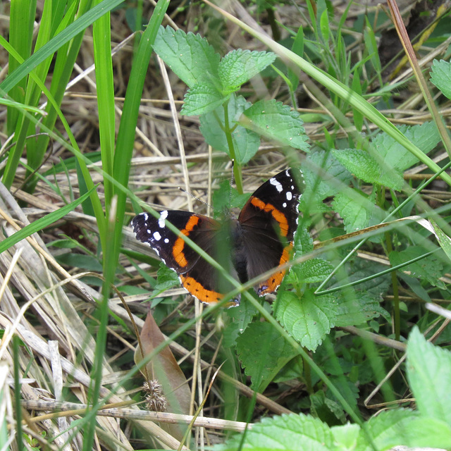 Red admiral butterfly