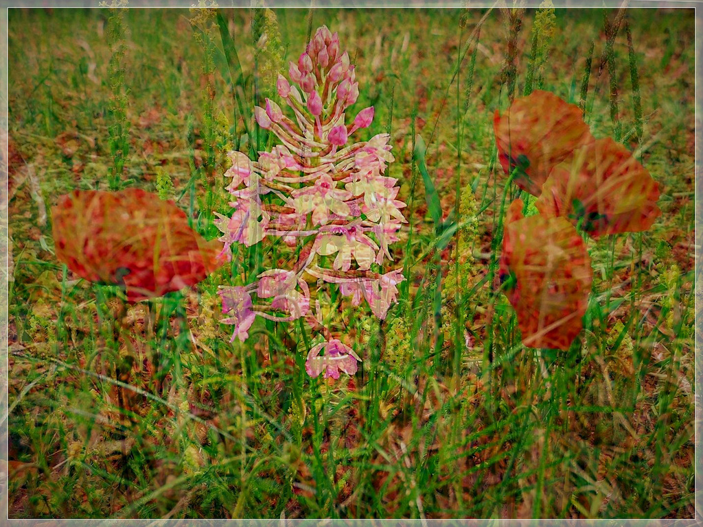 Bouquet champêtre près de Lalinde (24)