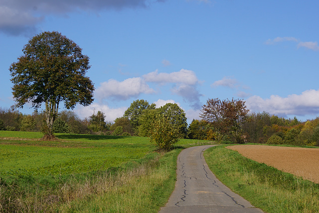 Wanderweg mit Linde