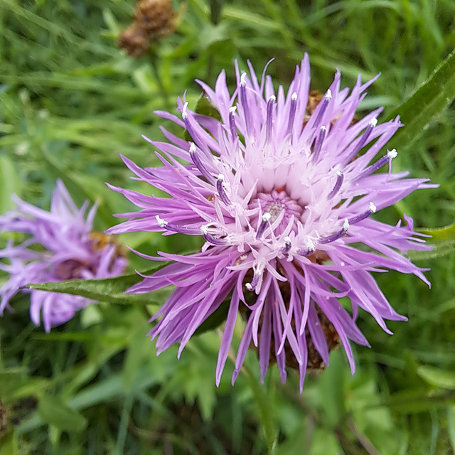 Wiesen-Flockenblume (Centaurea jacea)