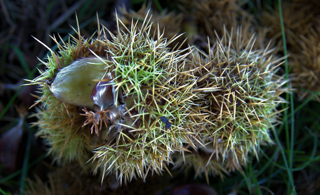 Sweet Chestnut