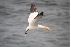 Gannet