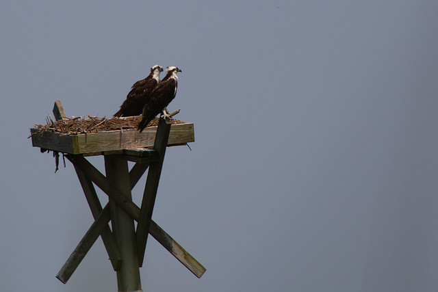 Cattus Island County Park